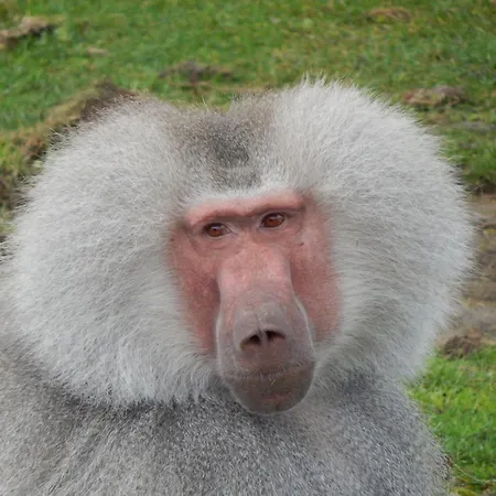 Amc Flamingo Land Caravan, Motorhome & Campervan Hire *