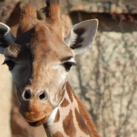 Amc Flamingo Land Caravan, Motorhome & Campervan Hire