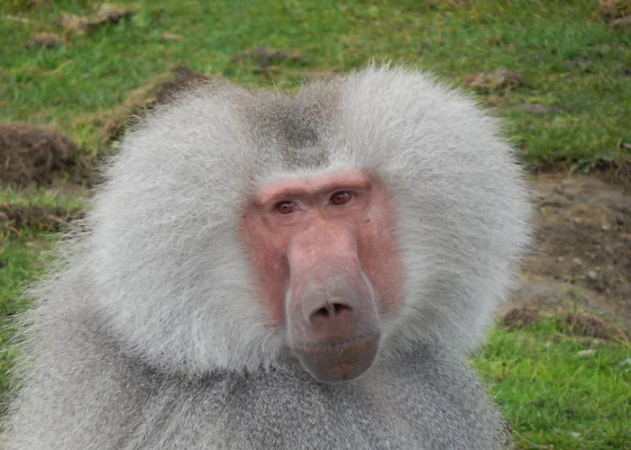 Amc Flamingo Land Caravan, Motorhome & Campervan Hire *