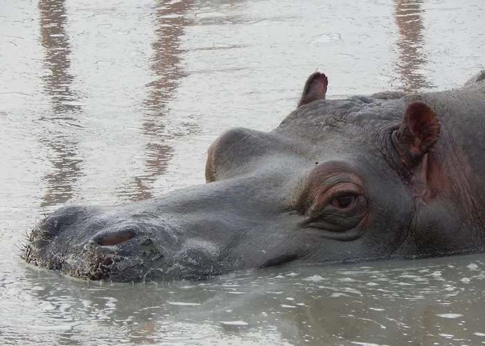 Hébergement de vacances Amc Flamingo Land Caravan, Motorhome & Campervan Hire